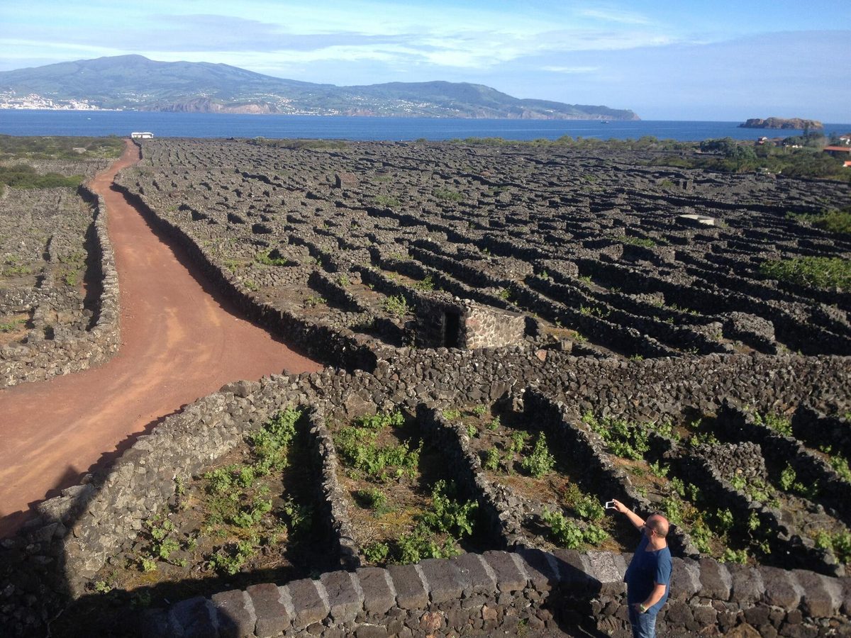 Pico Wine Tour – Madalena, Azores
