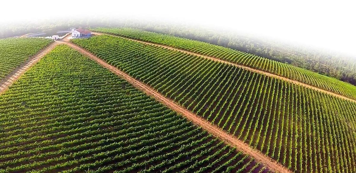 Herdade dos Templários - Tour & Wine Tasting – Tomar, Tejo