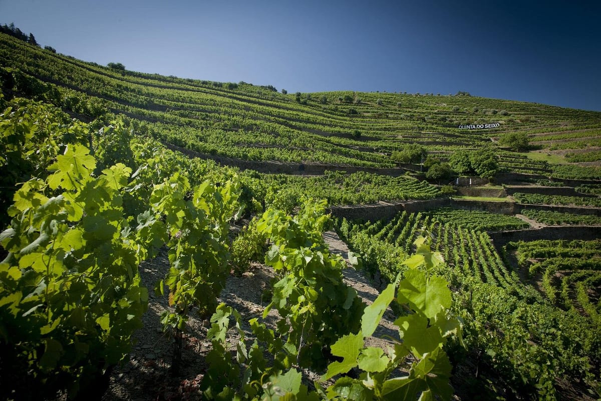 Quinta do Seixo – Tour to the Vineyard – Tabuaço, Douro