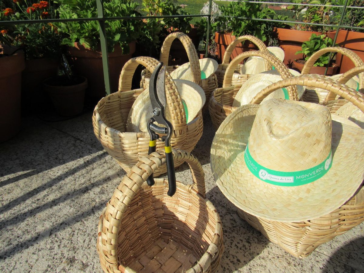 Monverde – The Harvest Experience – Amarante, Vinhos Verdes