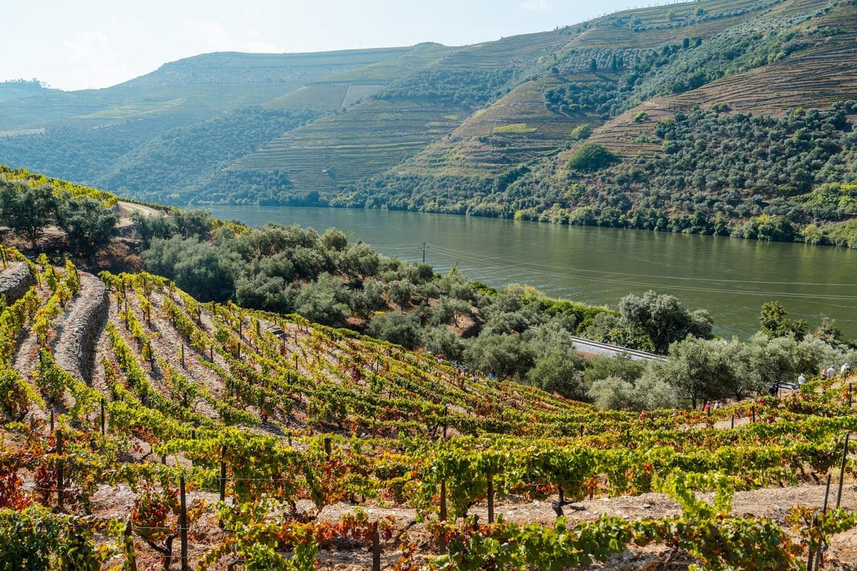 Quinta da Roêda – Tour & Croft Tasting – Alijó, Douro