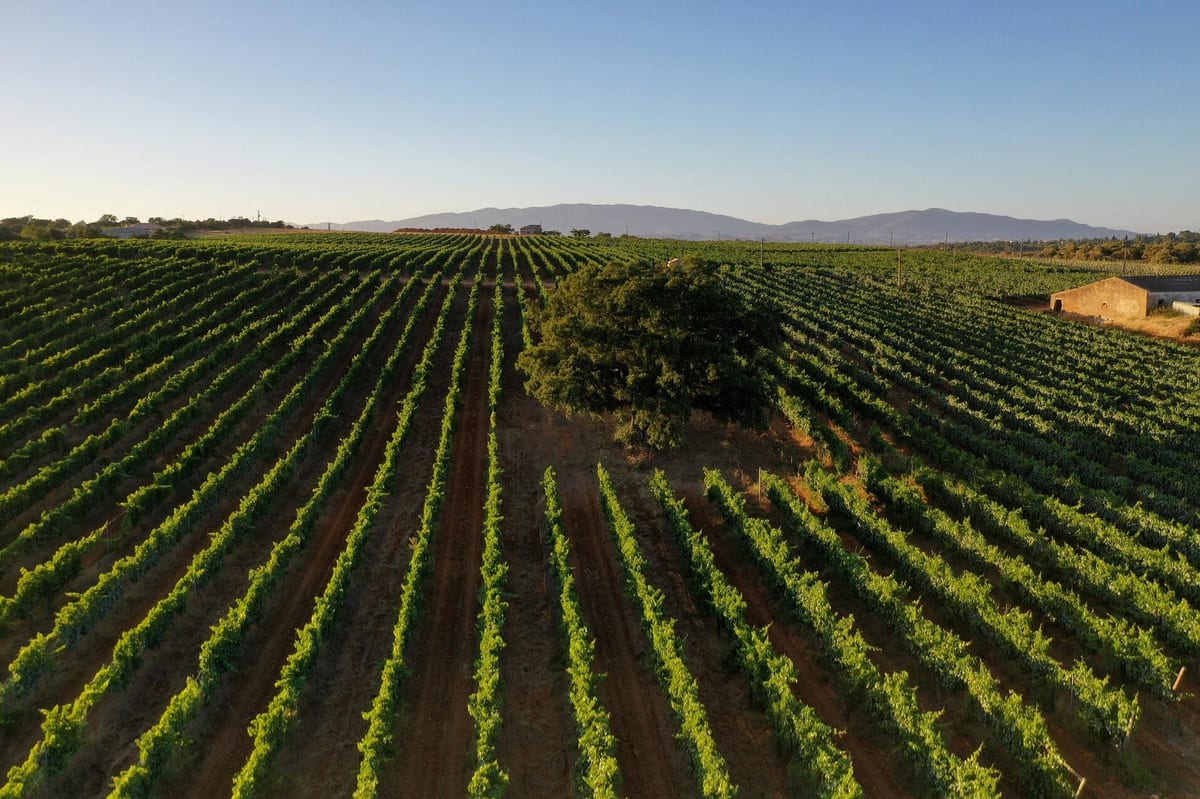 Villa Alvor – "Colheita" Tasting – Portimão, Algarve