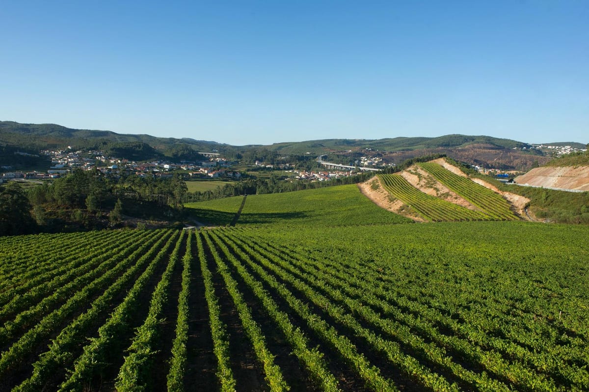 Quinta das Arcas – Jeep Visit – Valongo, Vinhos Verdes