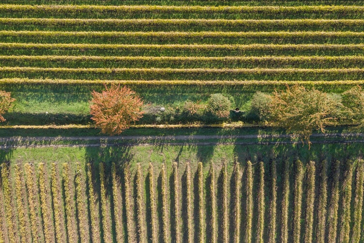 Vinhos Verdes Prestige Journey – Porto, Vinhos Verdes