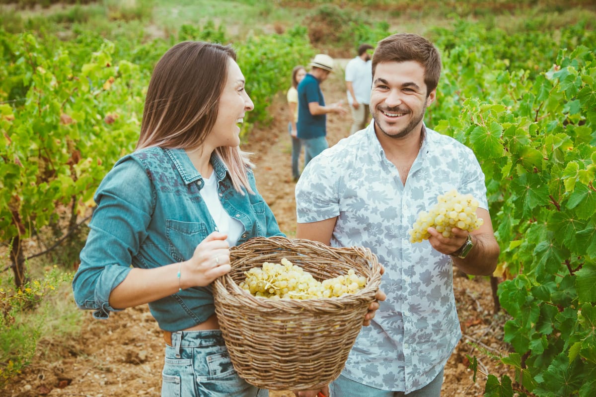 Adega de Vidigueira - Harvest – Vidigueira, Alentejo