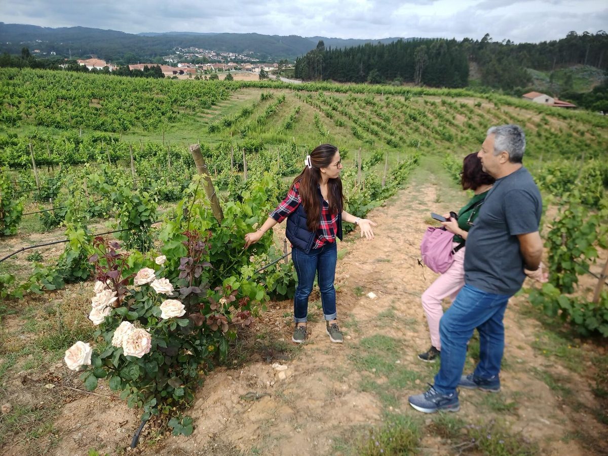 Rota dos Vinhos do Dão – Coimbra, Dão & Lafões