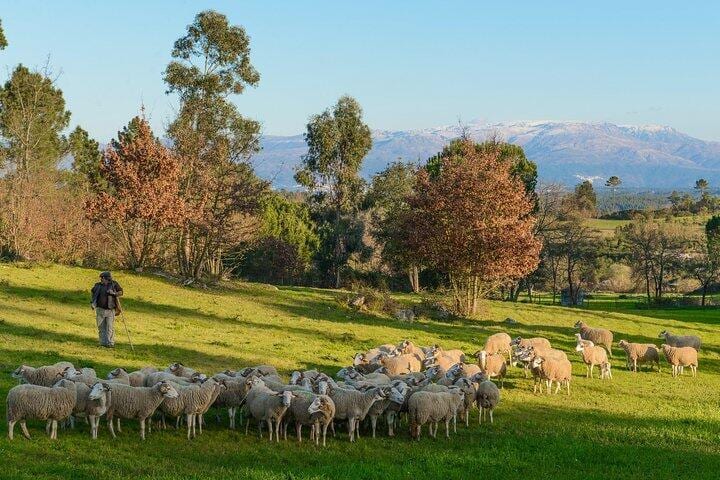 Private Tour in the Dão Region – Porto, Dão & Lafões