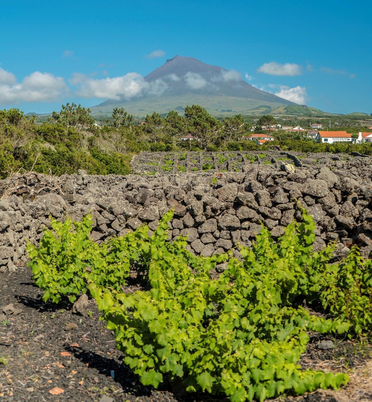 Wine Culture Tour - Half day – Madalena, Azores