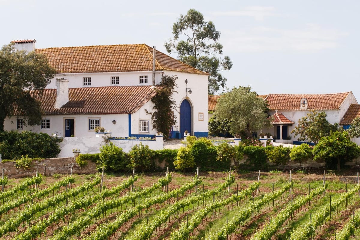 Quinta do Olival da Murta - Tour & Tasting – Cadaval, Lisbon