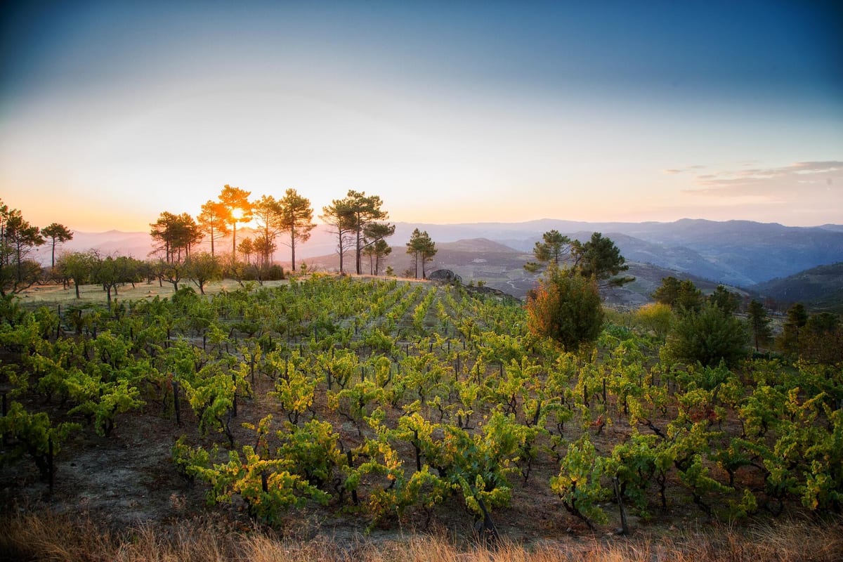 Adega Maçanita – Wood or no Wood? – Sabrosa, Douro
