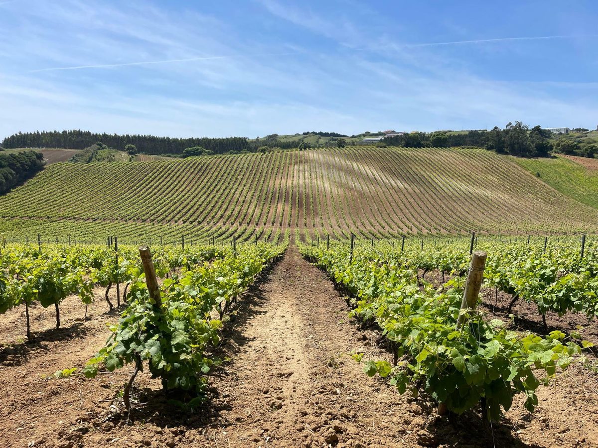 Adega D'Arrocha - Tour & Wine Tasting – Lourinhã, Lisbon