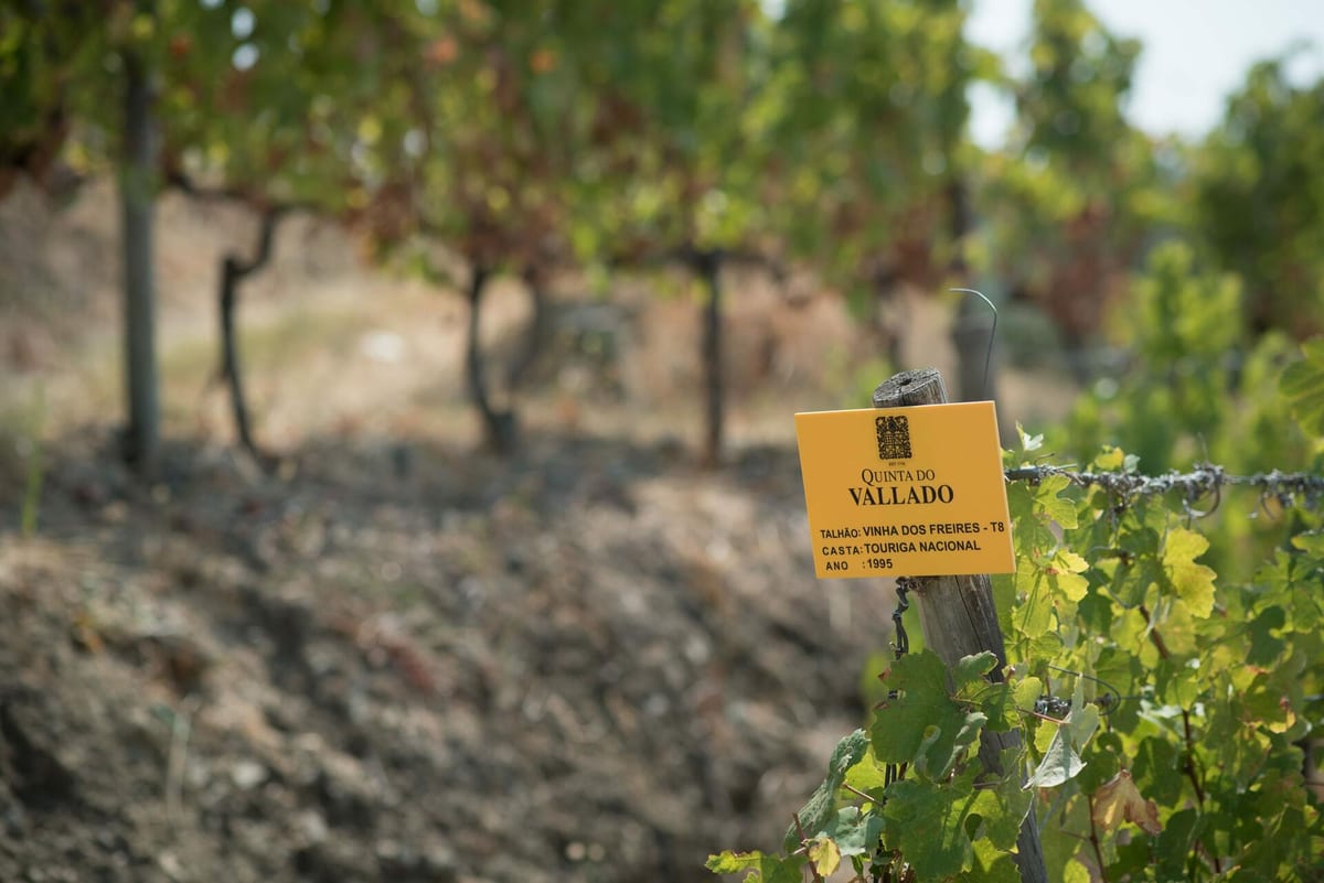 Quinta do Vallado - Prova Vallado – Peso da Régua, Douro