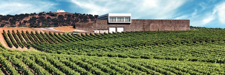 Ribafreixo Wines