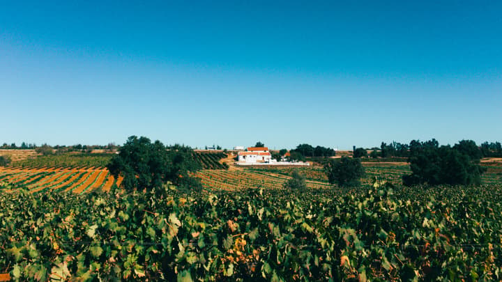 Paxá Wines