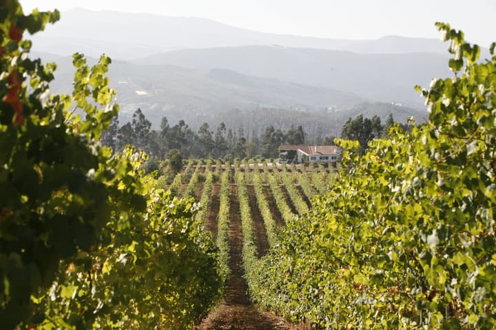 Quinta da Raza